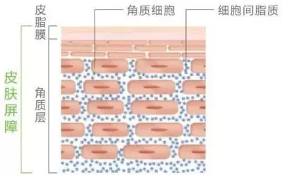 为什么皮肤越来越容易过敏了