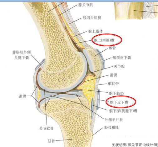 膝关节图示图片