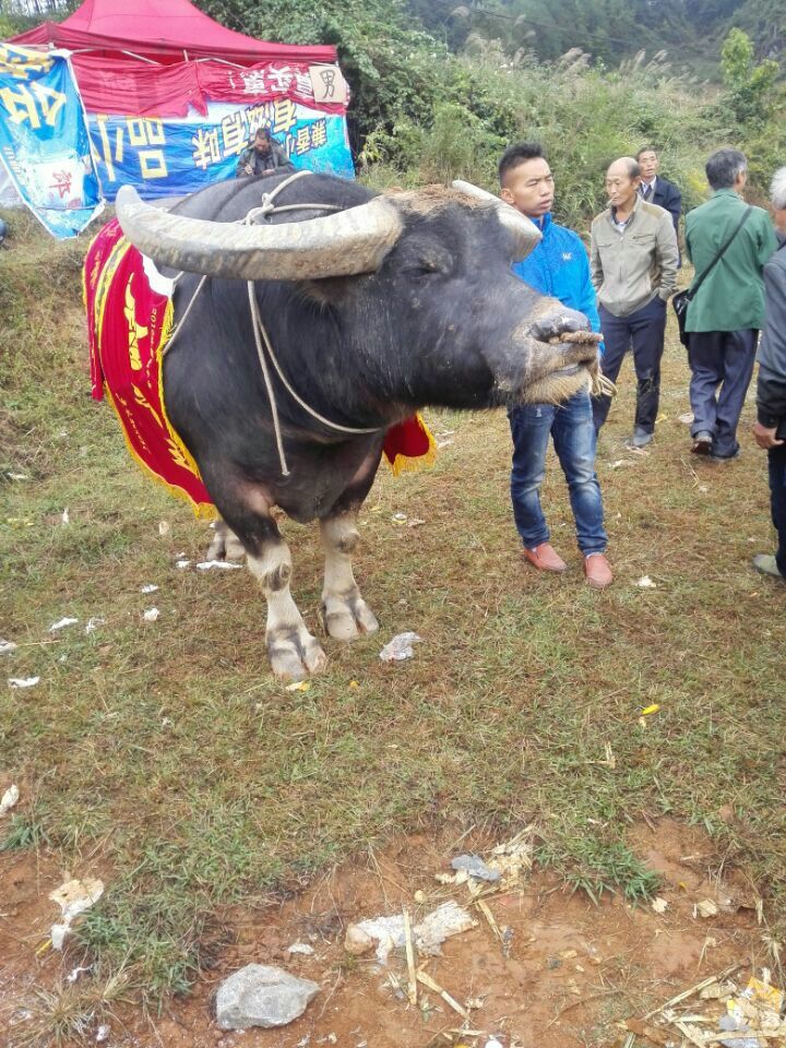 中国斗牛八大名牛王图片