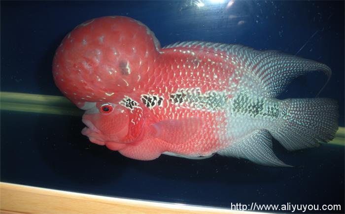 红马罗汉鱼公母图片