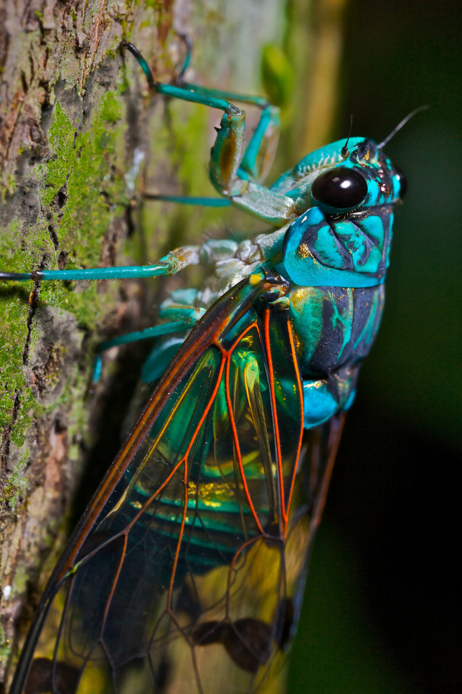 色彩斑斓的昆虫你都认识哪些