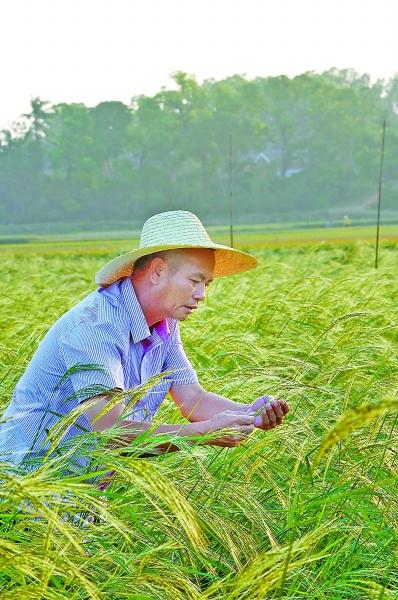 "海稻之父"陈日胜,像袁隆平先生一样重要的人物