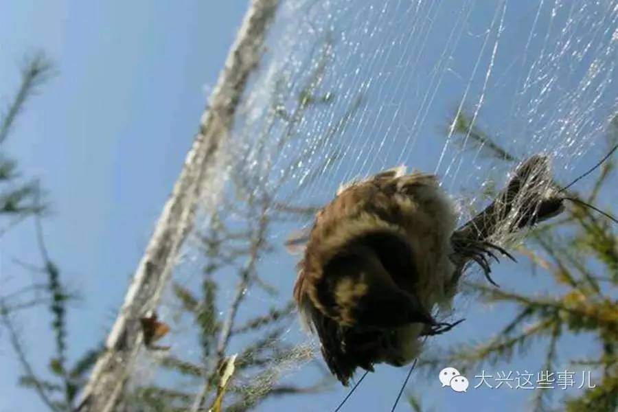 粘鸟胶 麻雀图片