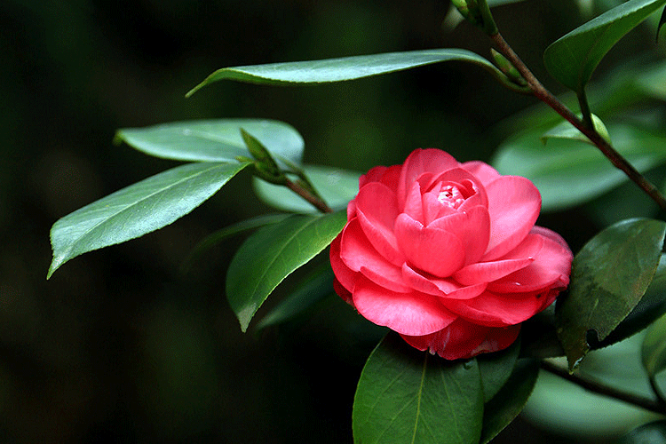 红山茶花图片(红山茶花图片大全大图真实)