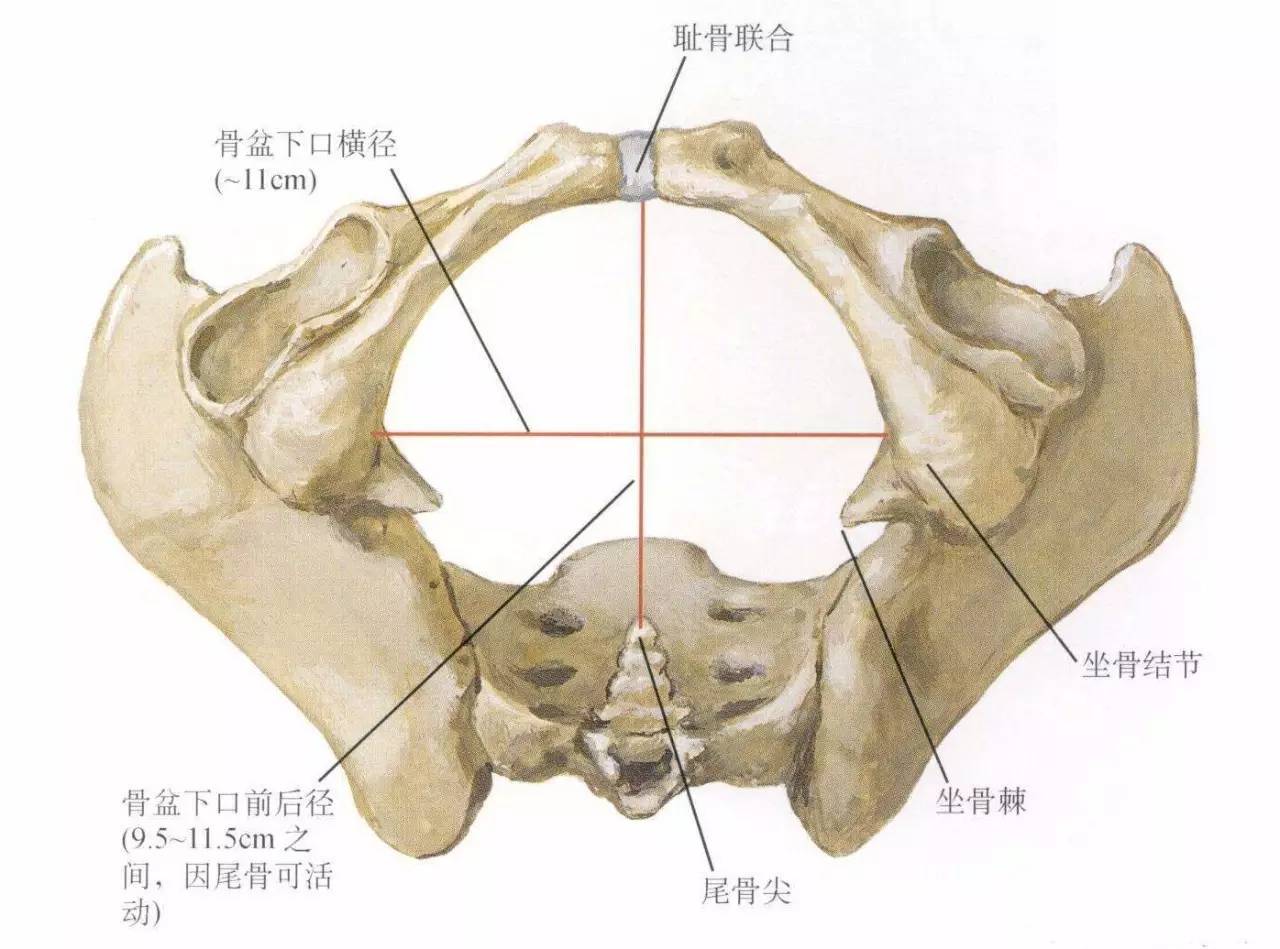 性别篇3分钟教你人体骨骼性别鉴定