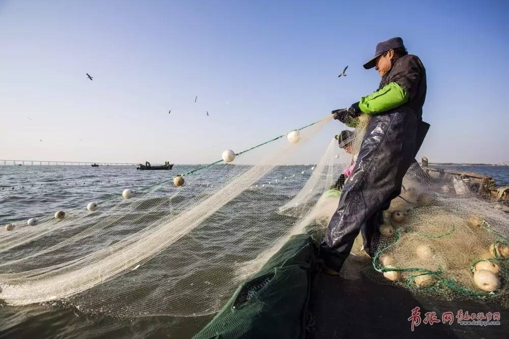 小圍網捕魚跟著漁民走進城陽膠州灣捕魚現場