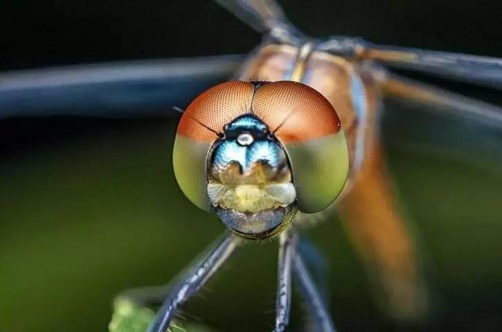 小蜻蜓 大眼睛图片