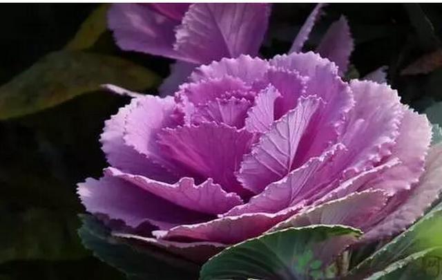 紫色藤菜图片大全图片