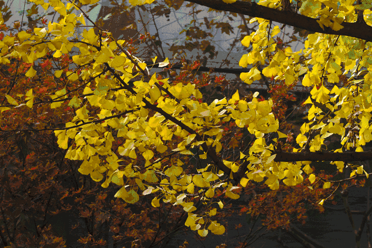 树叶变黄gif图片