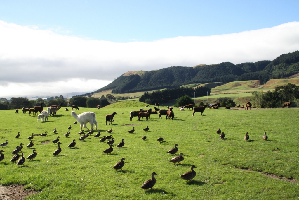 澳大利亚被称为牛羊背上的国家,这个畜牧业发达的国家,除了拥有得天独