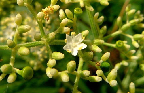 别名九节风,续骨草,木蒴(shuò)藋(diào)等.4-5月开花,7-9月果熟.