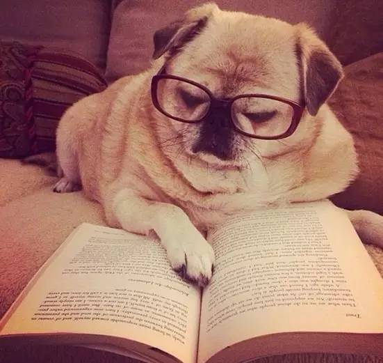 狗狗看书头像图片