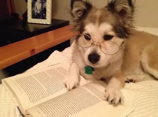 狗狗看书图片搞笑图片