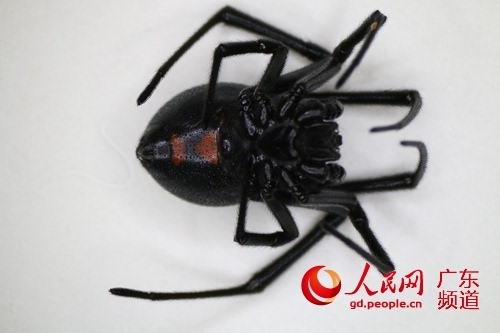 广东口岸首次截获美国黑寡妇蜘蛛 可致人死亡