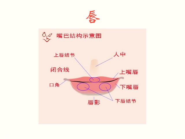 双唇的高点在鼻尖,颊下点连线之内.