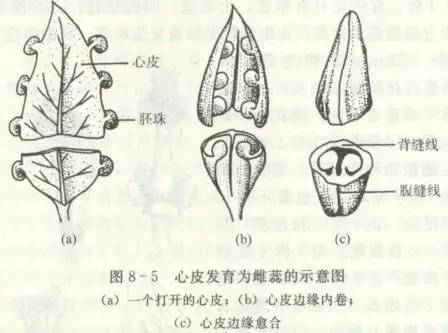 称霸冬日水果市场的柑橘我们吃的是它雌蕊的毛