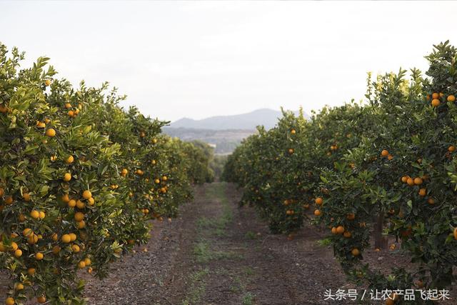 標準化的橙子種植園一眼望不到邊,都是橙子樹,據說有900公頃站在山上