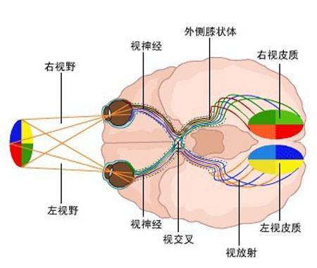 获得的信息转换成生物电信号,通过视神经和视觉通路传导到大脑视皮层