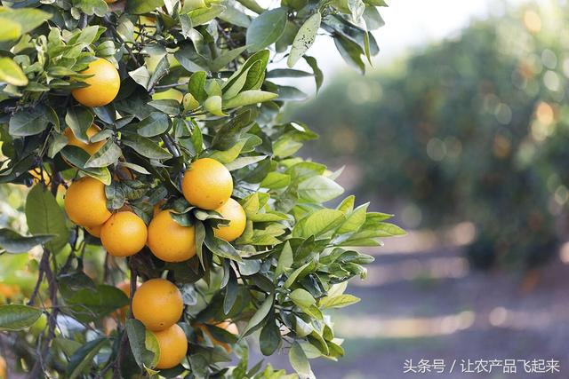 都是橙子樹,據說有900公頃標準化的橙子種植園