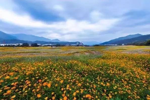 油画般美丽!文成巨屿镇花竹岭村百亩波斯菊开正艳!