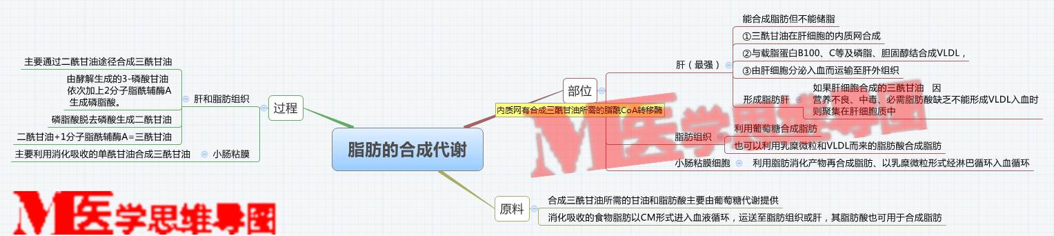 思維導圖丨脂肪的合成代謝