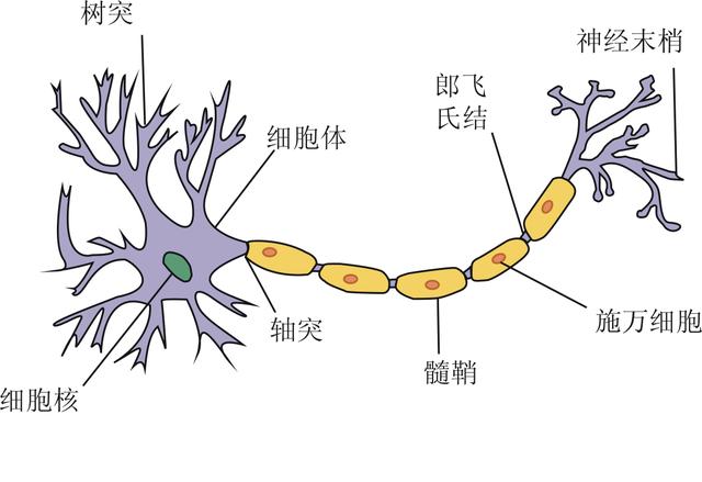 神经元突触传递过程图图片