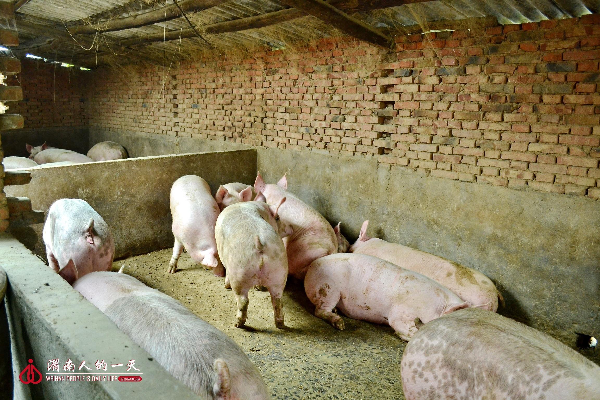 和这些被"困"在圈里的猪同志们不同,可以享受自由生活的鸡在猪圈的