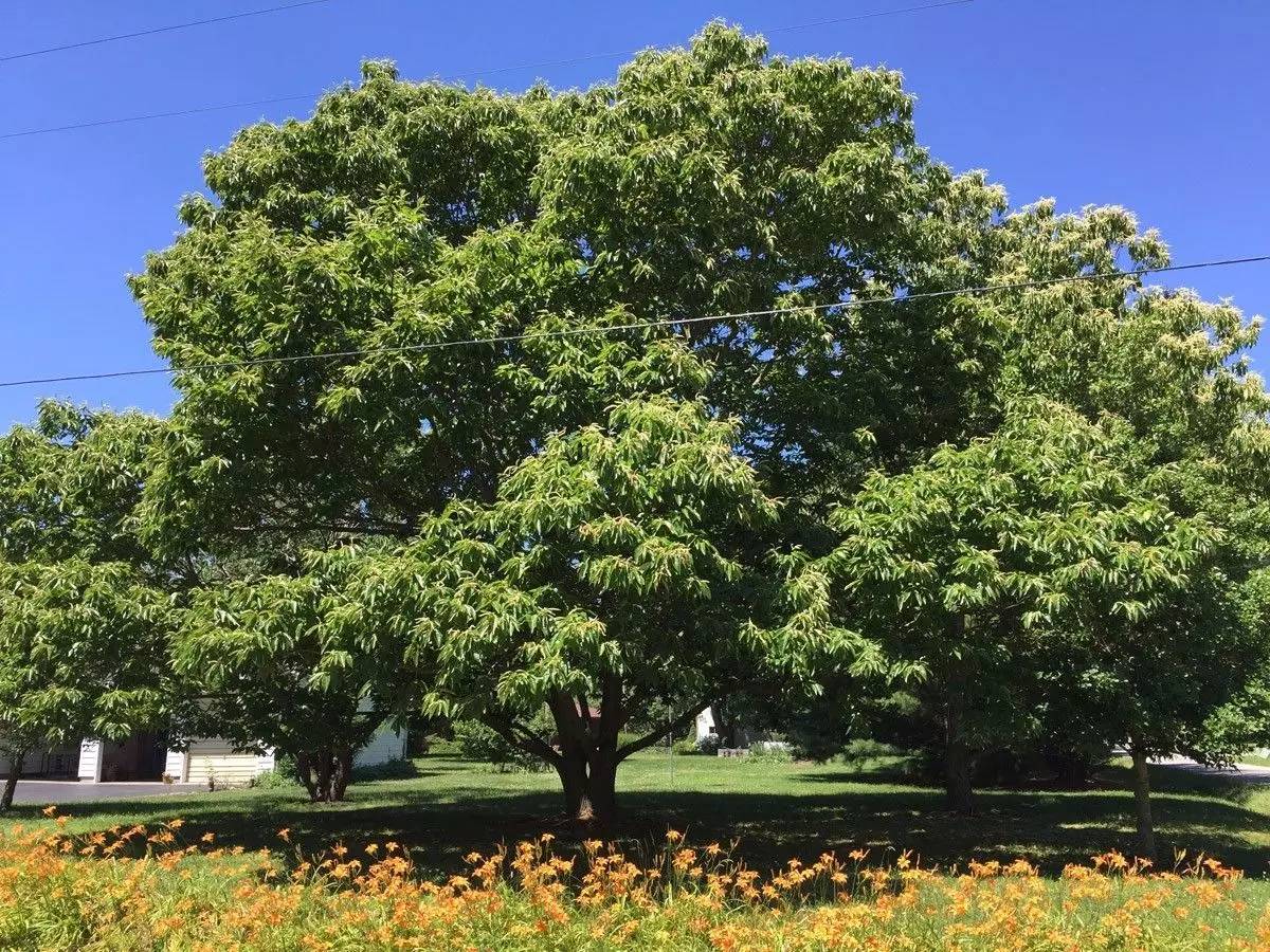 板栗树生长在哪里图片