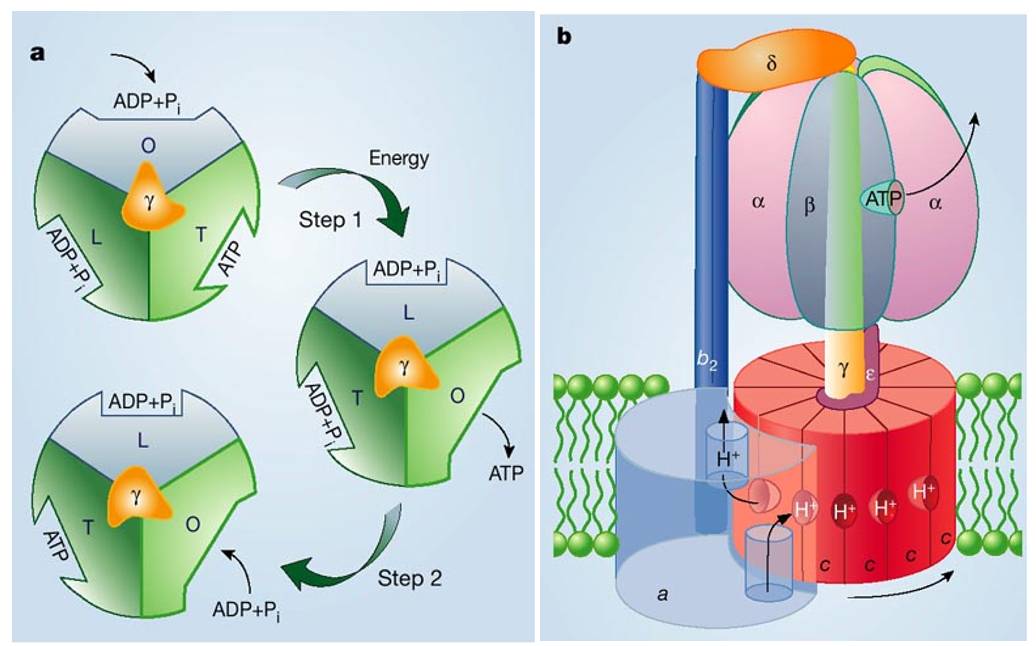 酶和ATP概念图图片