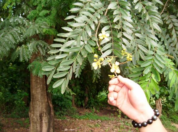 红木国标之白花崖豆木(缅甸鸡翅木)