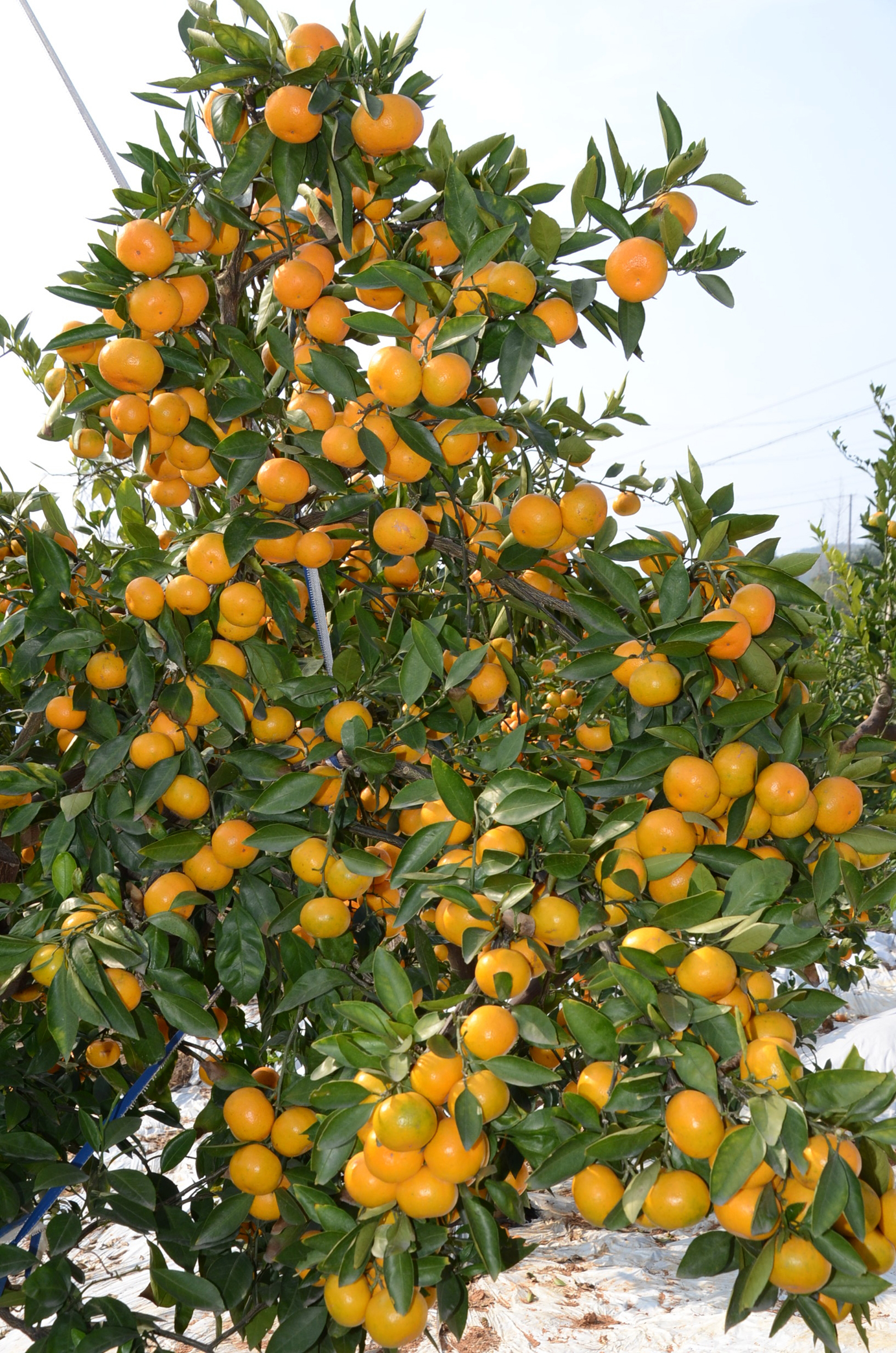 宜都蜜橘快卖完了土老憨的蜜橘还在树上加糖