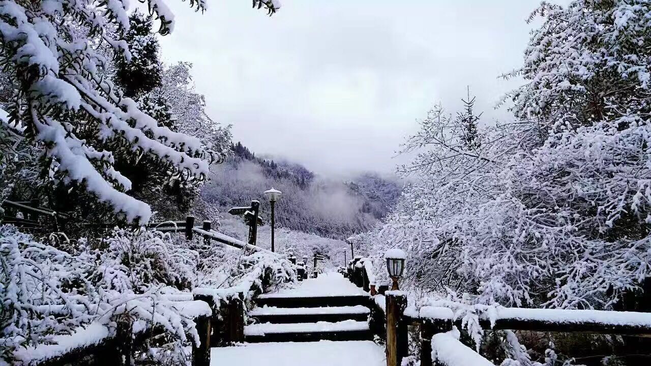 今天的白马王朗已大雪纷飞,美如冰雪童话世界!