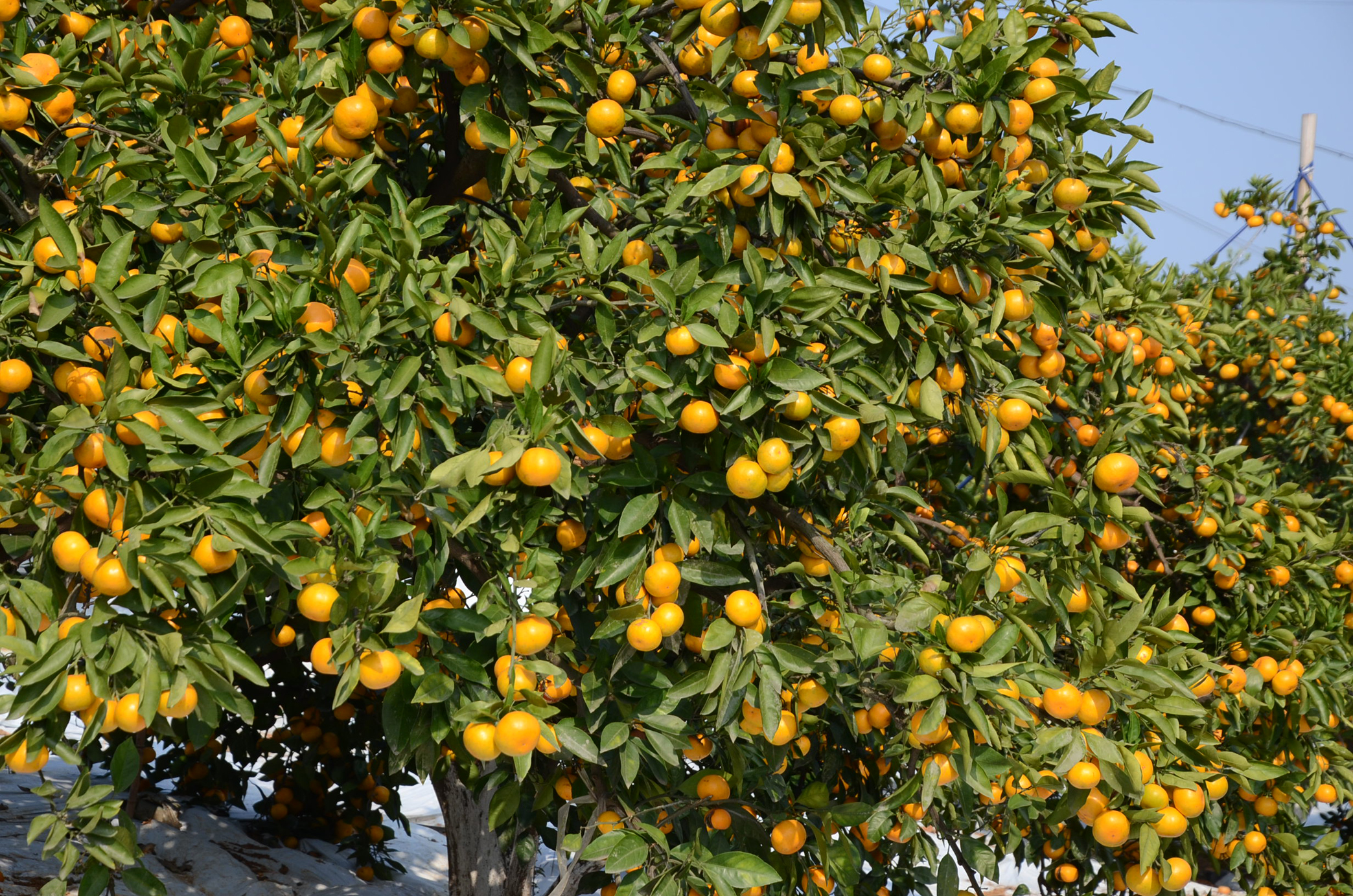 宜都蜜橘快卖完了土老憨的蜜橘还在树上加糖