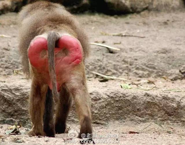 金丝猴的屁股图片