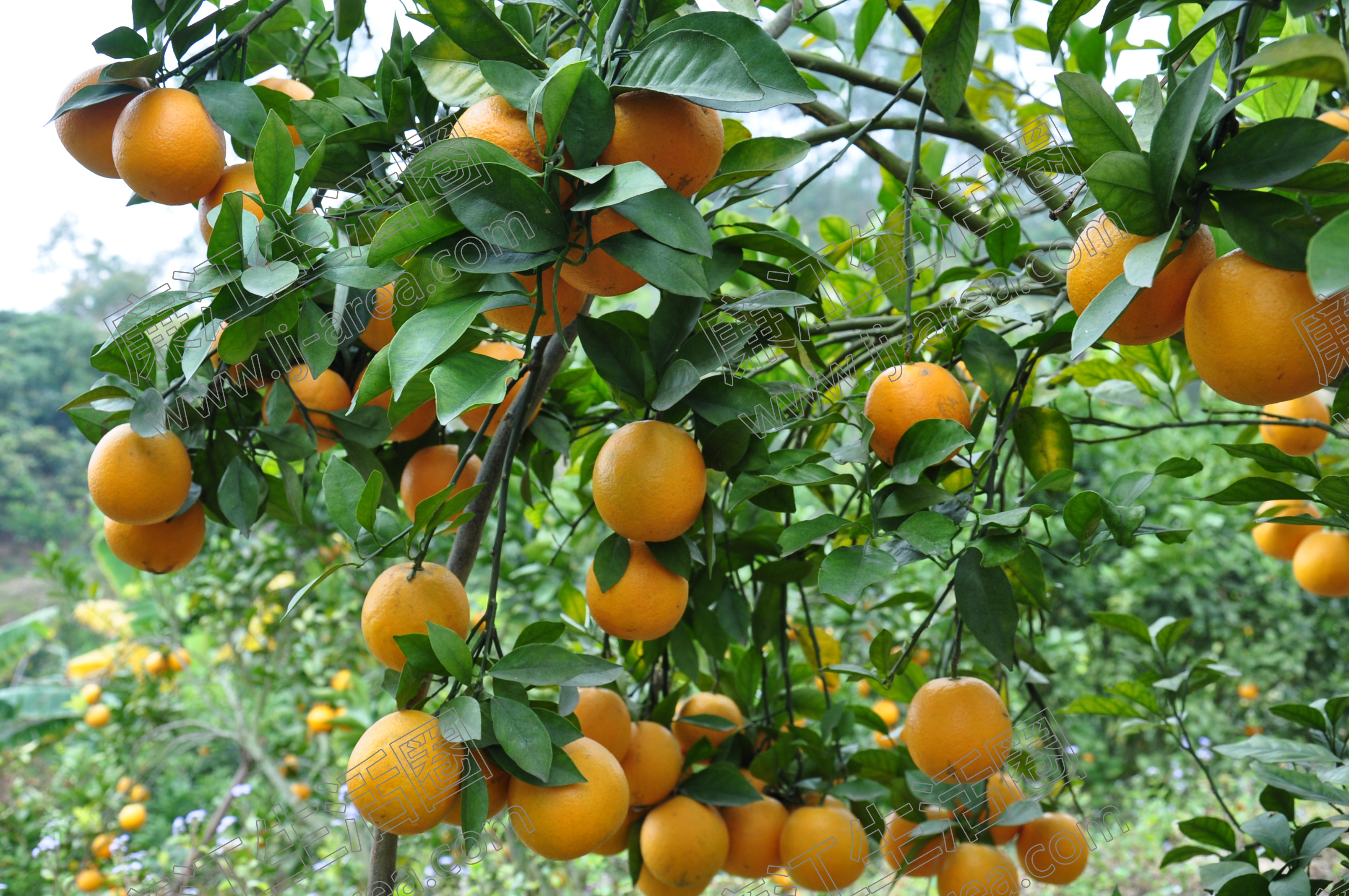 红江橙适合种植地区图片