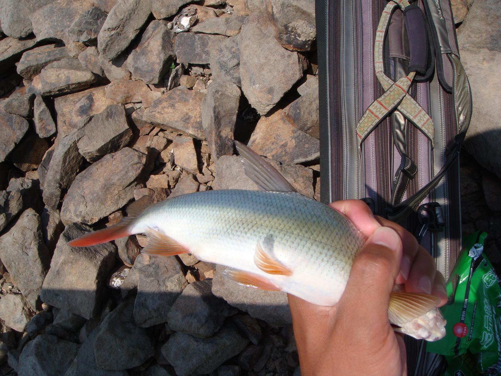40元一斤的红尾鱼,终于摸索出钓获它的门道