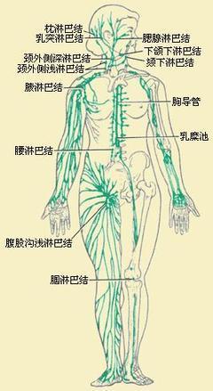 全身淋巴结的分布图片