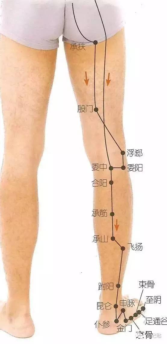 承扶位置图和作用图片