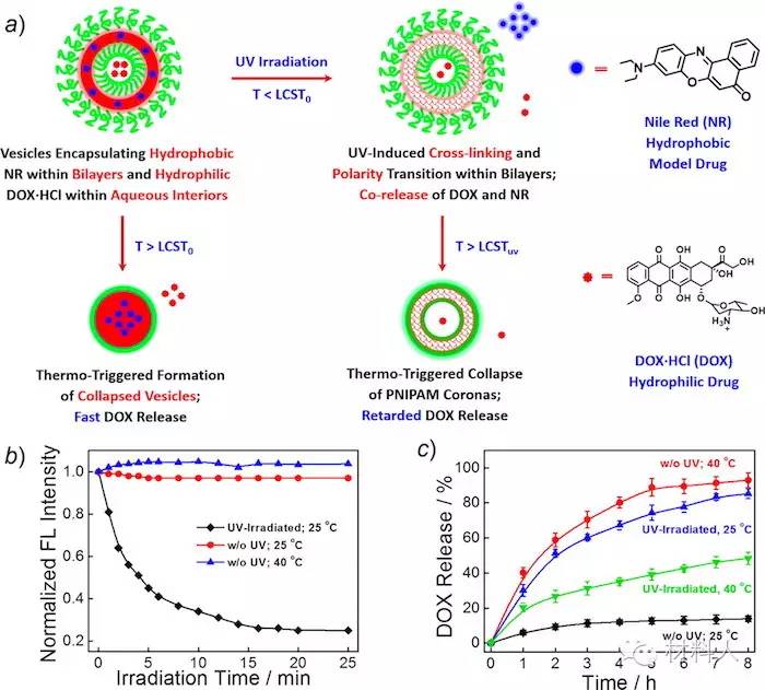 macromolecules人造细胞纳米囊泡及药物释放的应用研究