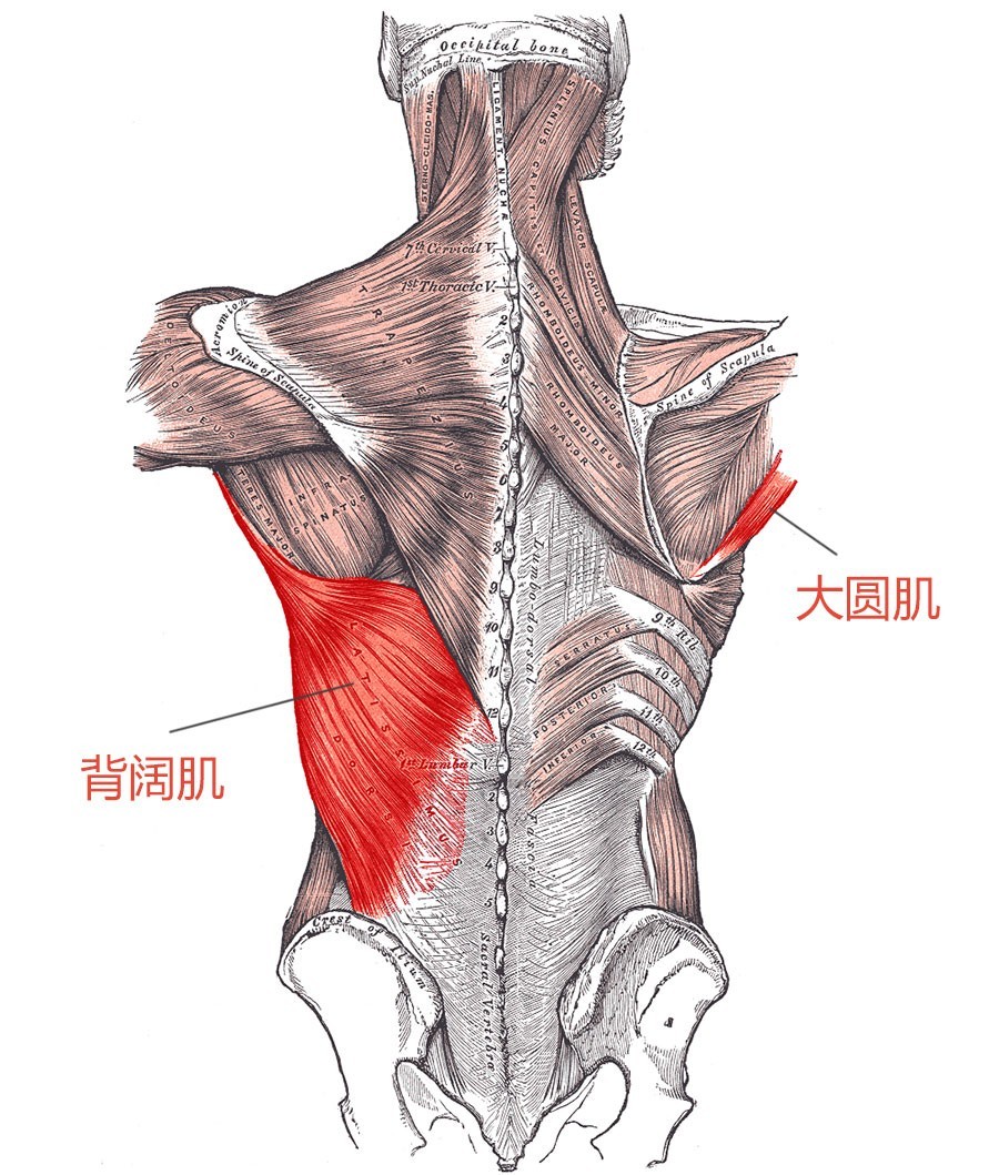 会主要负责引体向上动作中上臂靠拢躯干的动作,这俩肌肉很有意思,大圆