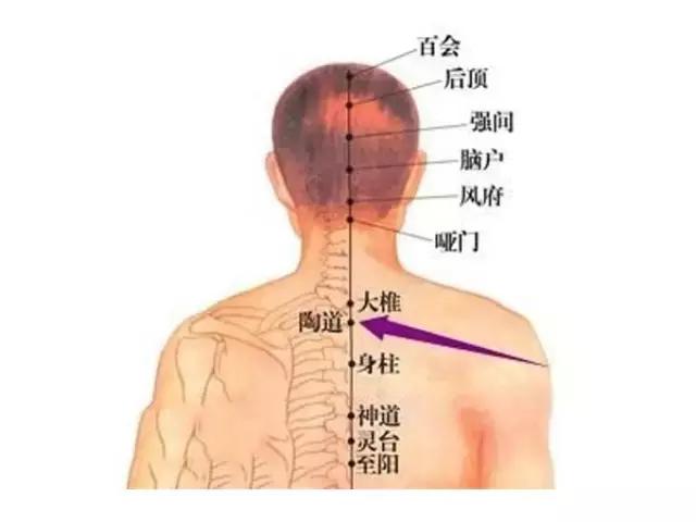 脖子后面器官图片