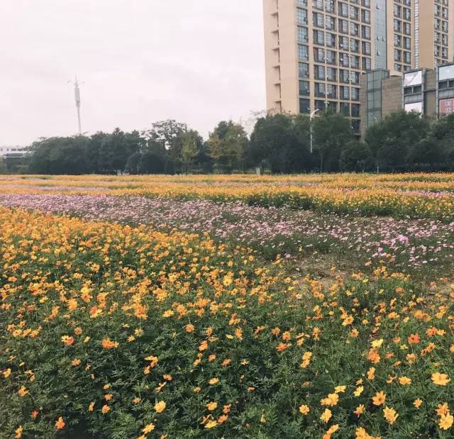 又见花海临平山北面这处赏菊圣地周末来约吧