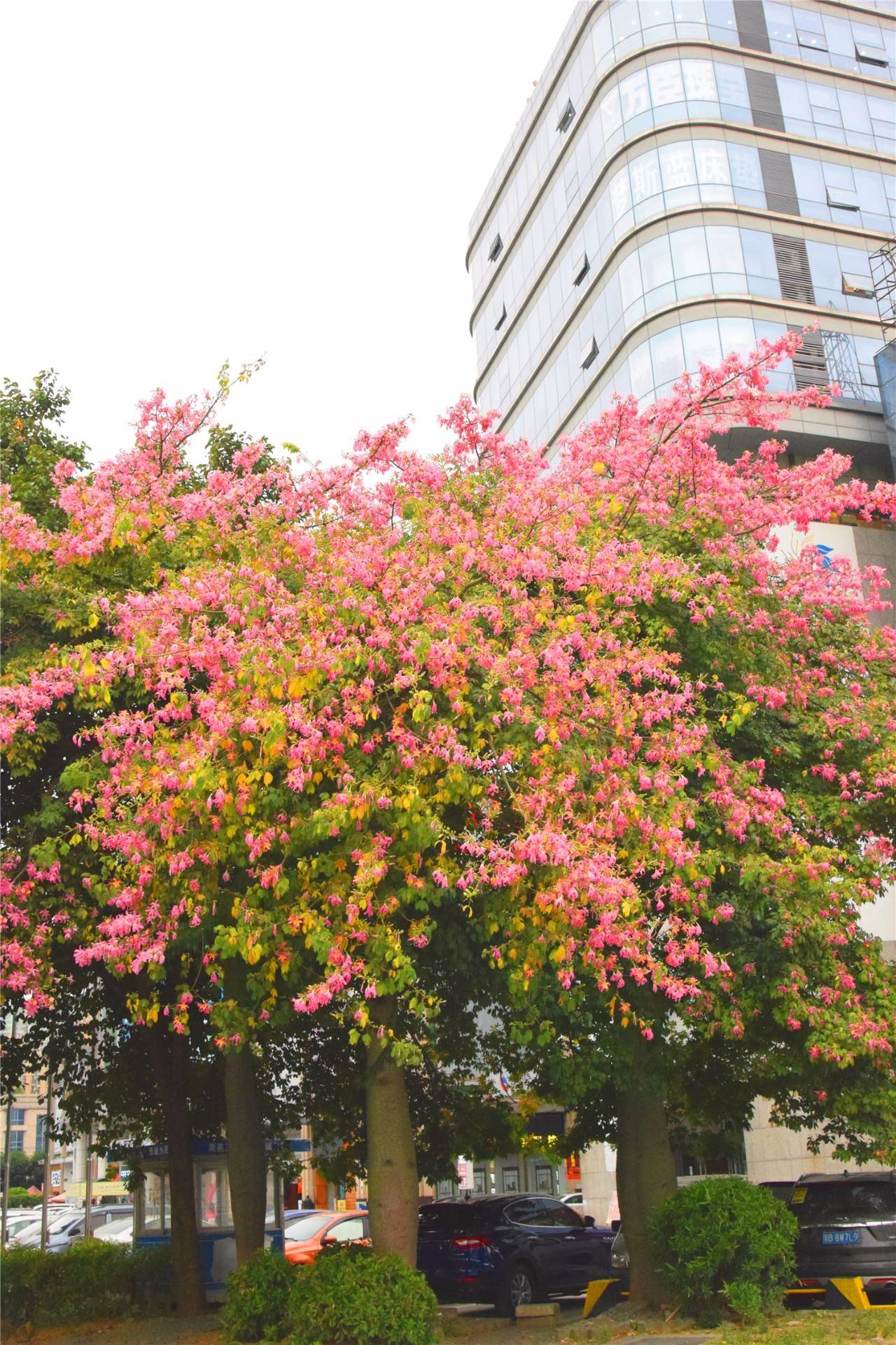 东莞市市花市树图片