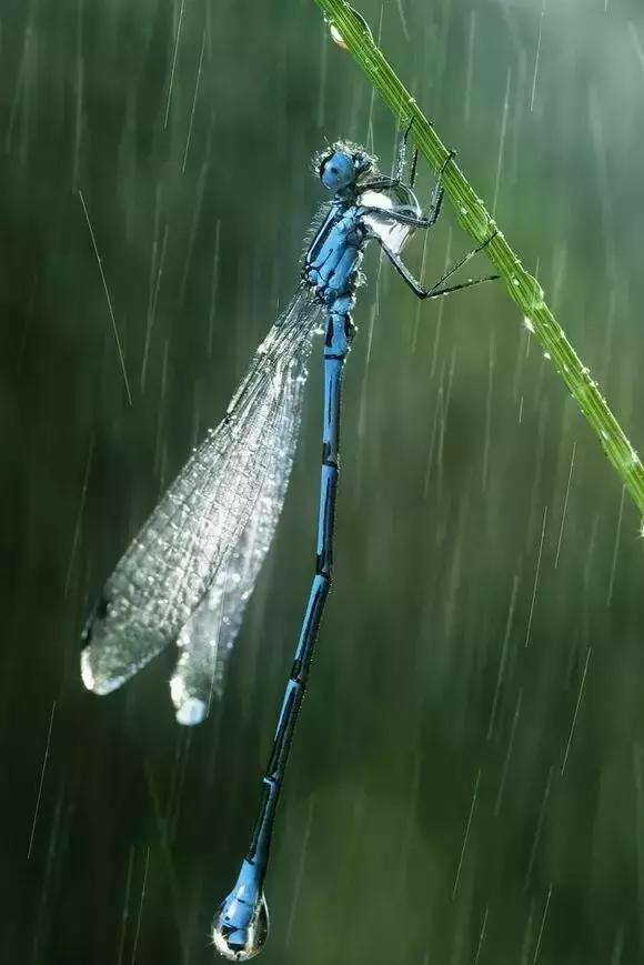 看看如何在深色背景中拍出雨丝