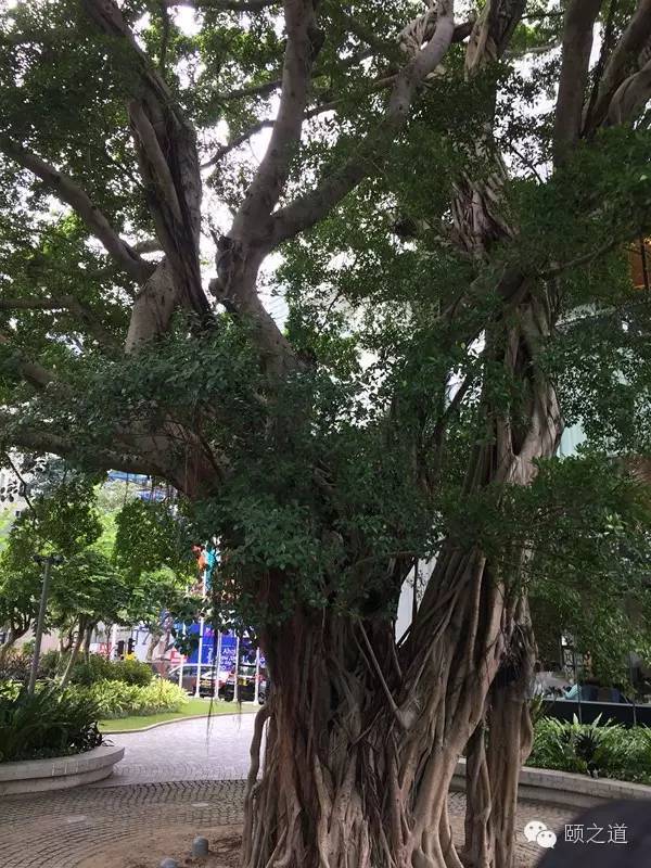 香港太古大厦榕树图片