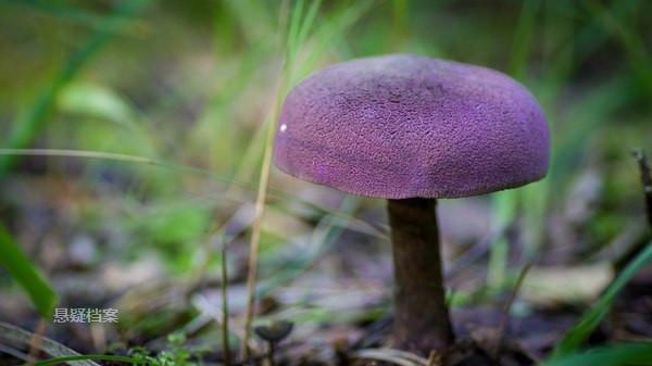 男子和家人野外采摘野果,无意间发现蓝紫色蘑菇