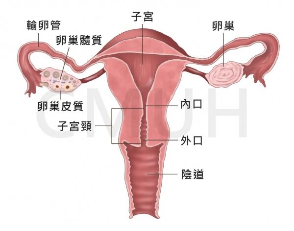 她月经来十天后又流血