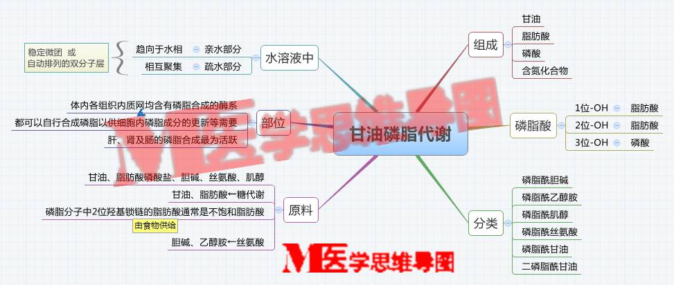 甘油磷脂思维导图图片