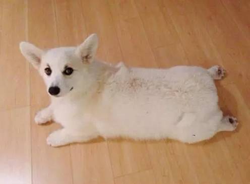白色长毛短腿狗图片