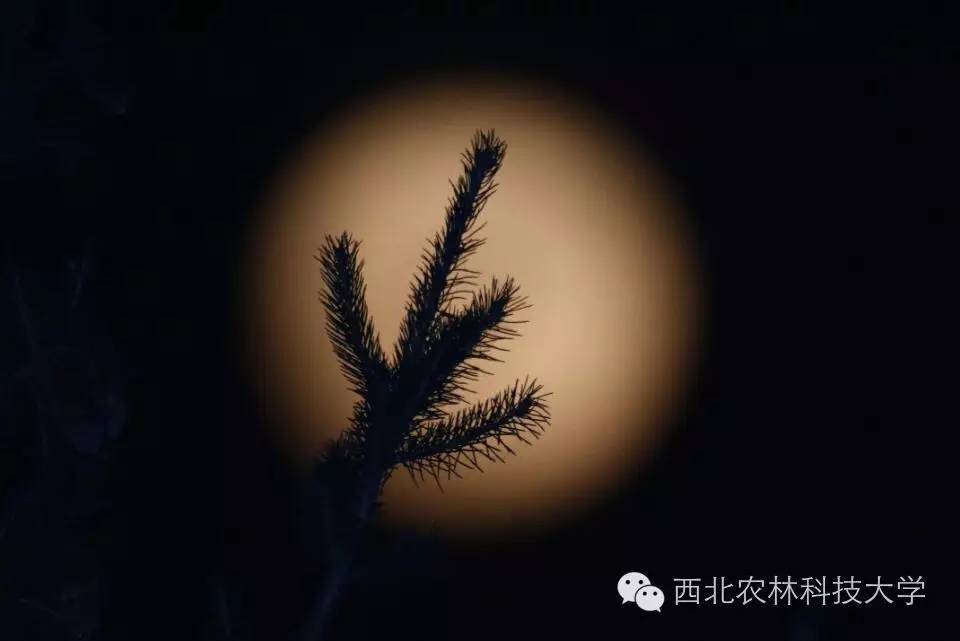 月光下的夹竹桃图片